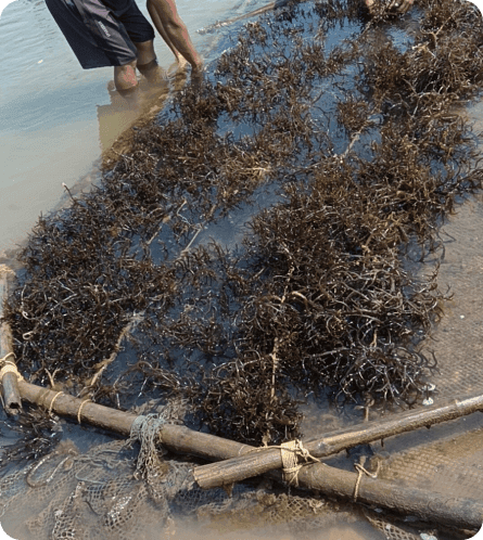 Self - seaweed 02