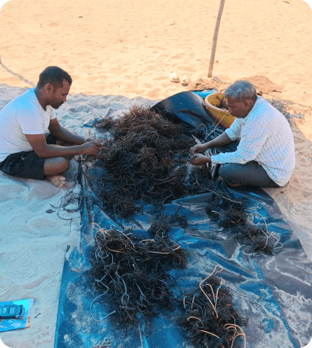 Self - seaweed 03
