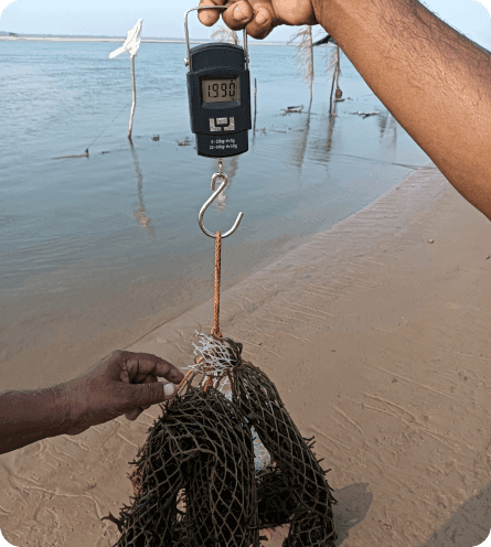 Self - seaweed 05